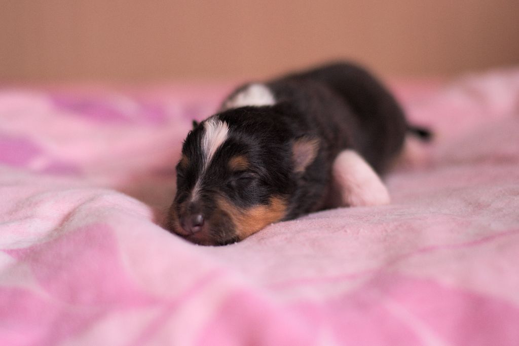 Chiots 
