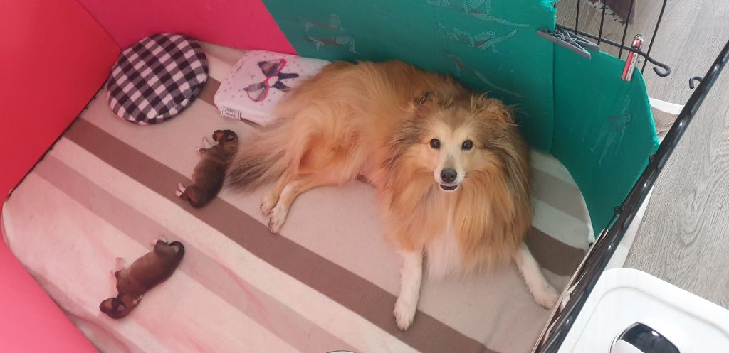 Chiot Shetland Sheepdog du Jardin d'Emmy