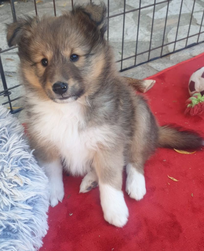 du Jardin d'Emmy - Chiots disponibles - Shetland Sheepdog