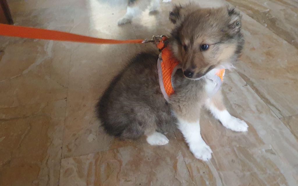 du Jardin d'Emmy - Chiots disponibles - Shetland Sheepdog