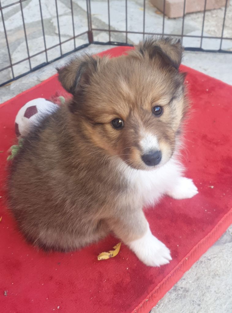 du Jardin d'Emmy - Chiots disponibles - Shetland Sheepdog
